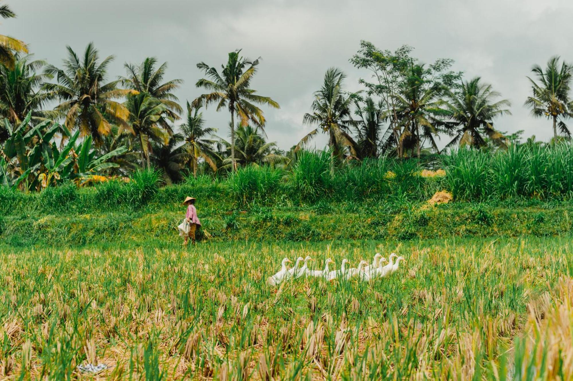 Hotel Hoshinoya Bali Ubud Zewnętrze zdjęcie
